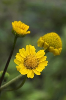 Golden marguerite