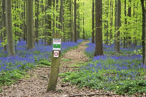 Prohibition sign prohibiting entrance and bluebells