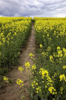 Field with rapeseed