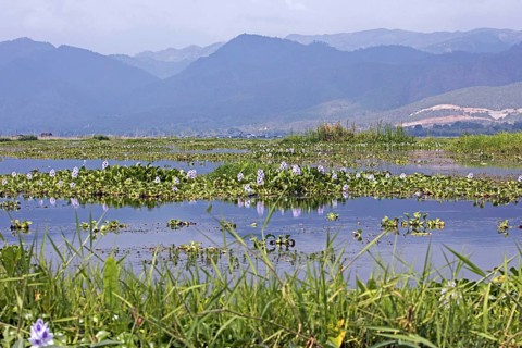 Invasive water hyacinths