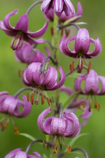 Martagon lily