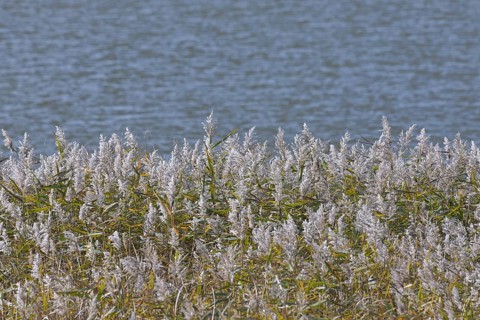 Panicles of common reed