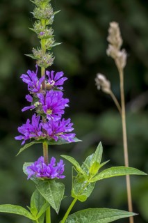 Purple loosestrife