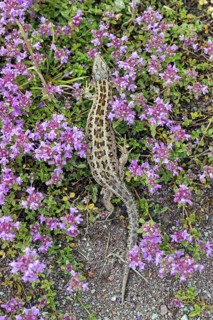 Sand lizard