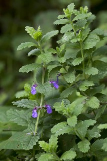 Water germander