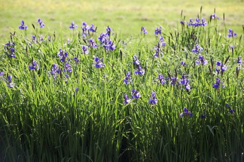 Siberian Iris