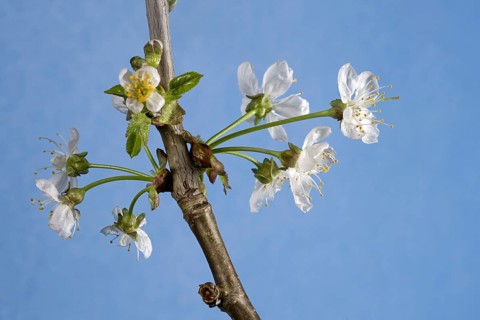 Wild cherry