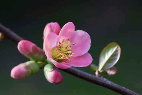 Japanese quince