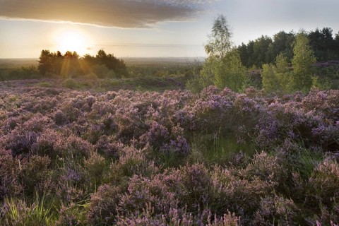 Heather flowering in heathland at the Hoge Kempen National Park