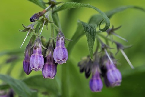Common comfrey