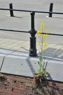 Wild mustard