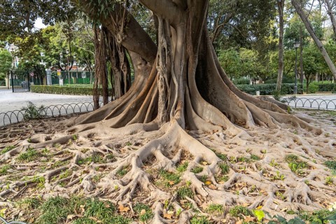 Huge roots of a rubber tree in Maria Luisa Park