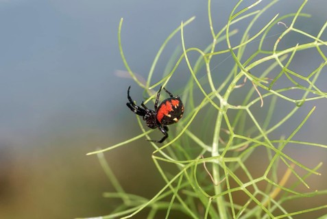 Synema globosum