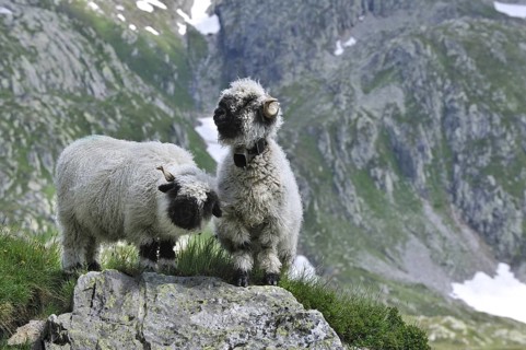 Valais blacknose