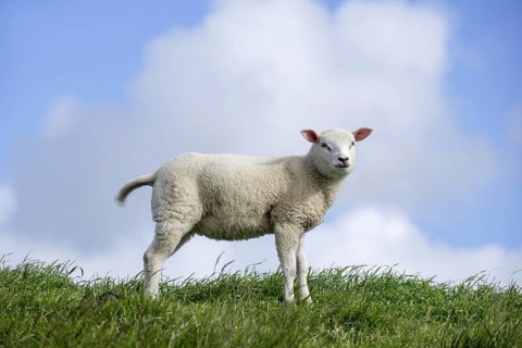 Texel sheep lamb