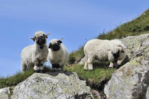 Valais Blacknose