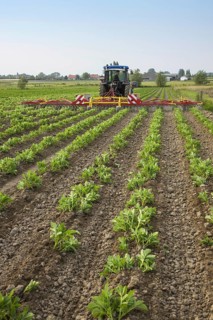 Tractor pulling spring tine weed harrow