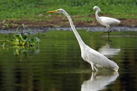 Great egret