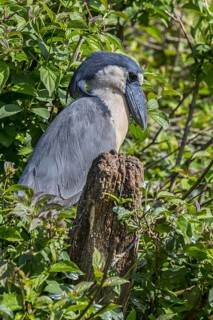 Boat-billed heron