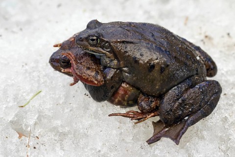 European common brown frogs