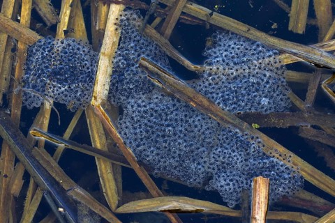 Moor Frog