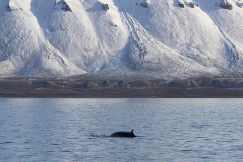 Northern minke whale