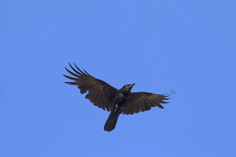 Carrion crow