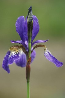 Siberian Iris