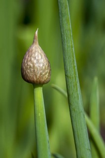 Welsh onion