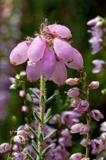 Cross leaved heath