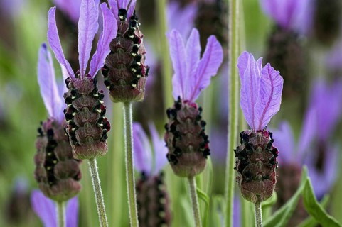 French lavender