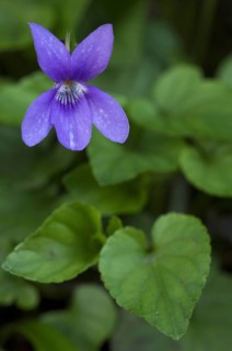 Wood violet