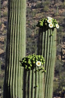 Saguaro