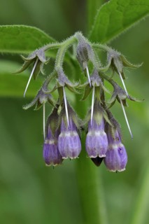 Common comfrey