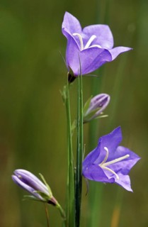 Peach leaved bellflower
