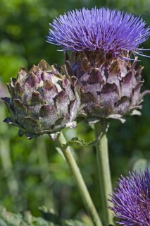 Cardoon