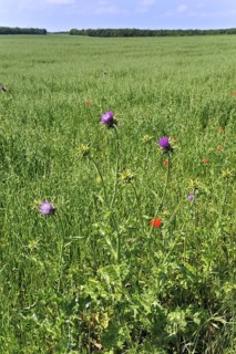Blessed milk thistle