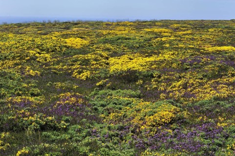 Flowering heather and gorse on top of cliff at the Pointe du Raz at Plogoff