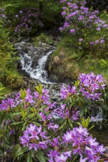 Common rhododendron