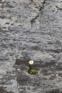 Alpine crowfoot