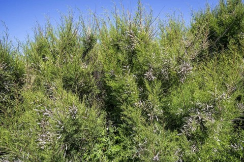 African tamarisk