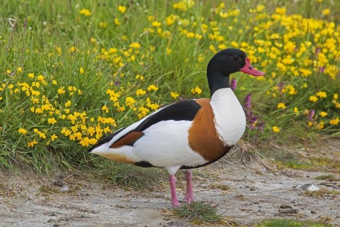Common shelduck
