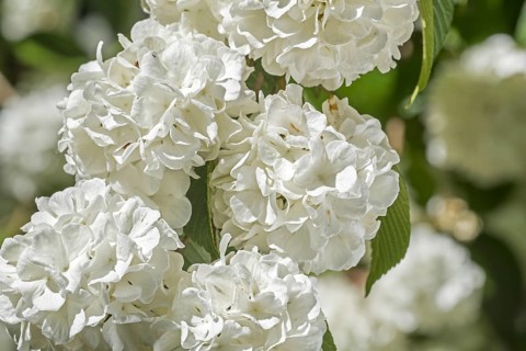 (Viburnum plicatum) Thunberg's original, Viburnum tomentosum sterile, close up of white flowers in