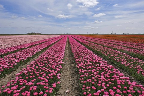 Rows of pink and red tulips in Dutch tulip field in spring at the Flevopolder