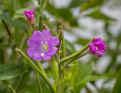Great willowherb