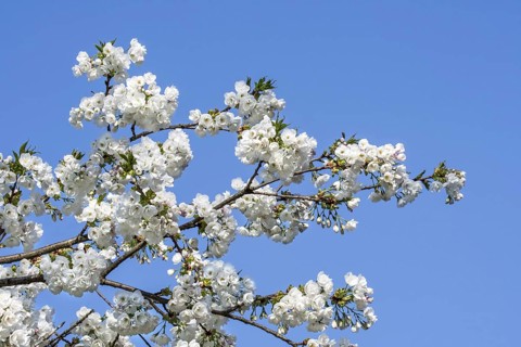 Japanese cherry