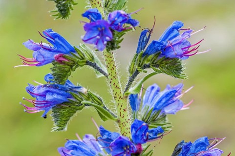 Viper's bugloss