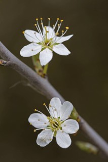 Blackthorn