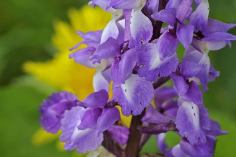 Early purple orchid