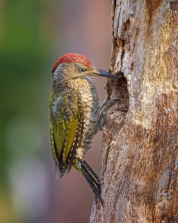 European green woodpecker